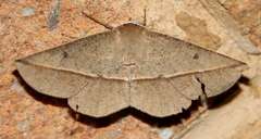 Phallaria ophiusaria