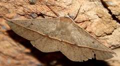 Phallaria ophiusaria