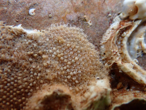 Schizoporella observed 2026-10-28