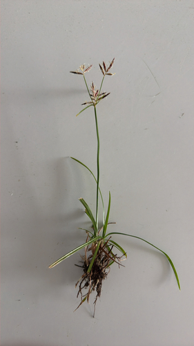 Cyperus rotundus observed 2026-10-28