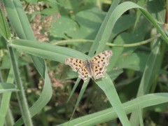 Polygonia c-aureum lunulata