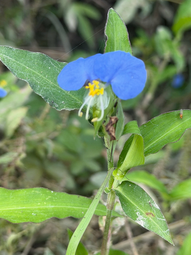 Commelina erecta observed 2026-10-28
