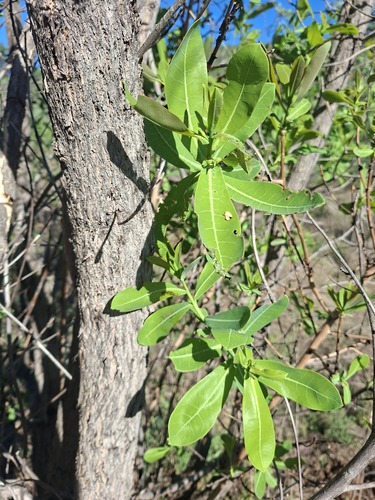 Terminalia observed 2026-10-28