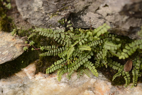 Asplenium observed 2026-10-28
