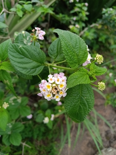 Lantana camara observed 2026-10-28