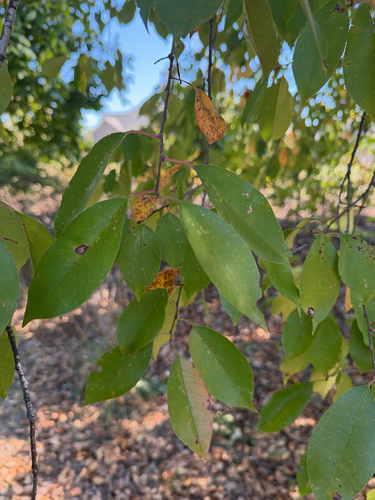 Prunus observed 2026-10-28