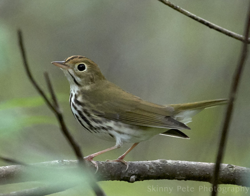 Seiurus aurocapilla observed 2026-10-28