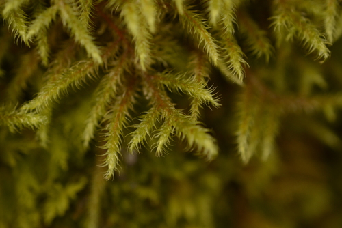 Rhytidiadelphus loreus observed 2026-10-28