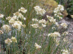 Allium marschalianum