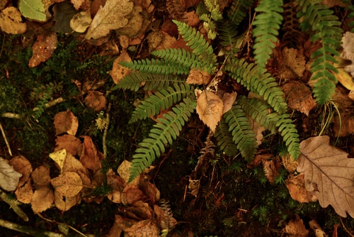 Struthiopteris spicant observed 2026-10-28