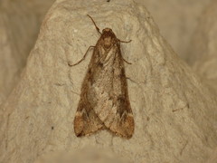 Alsophila aescularia