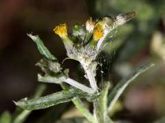 Senecio glomeratus glomeratus