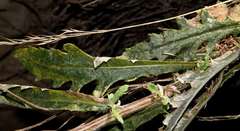 Senecio glomeratus glomeratus
