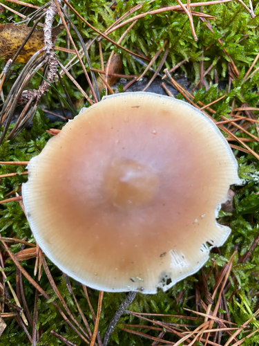 Rhodocollybia butyracea, 2026-10-28