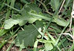 Senecio glomeratus glomeratus