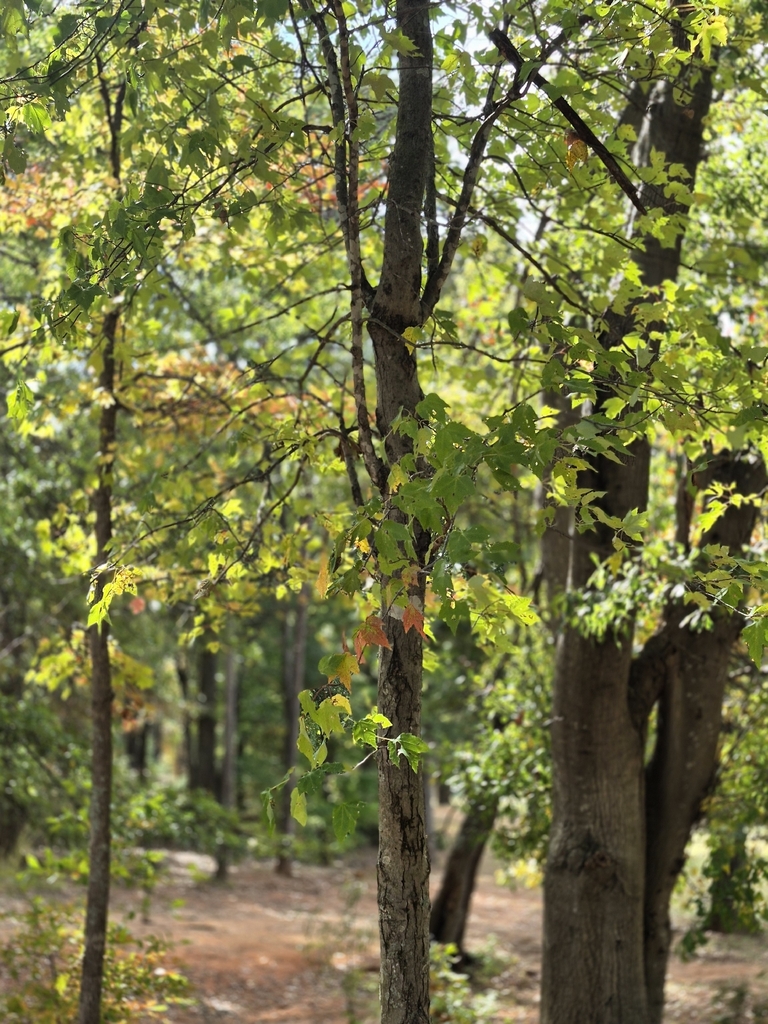 A photograph taken in South Carolina on Oct 28, 2026, where the observer’s point is approximate.