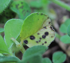 Pseudopeziza medicaginis