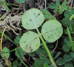 Pseudopeziza medicaginis