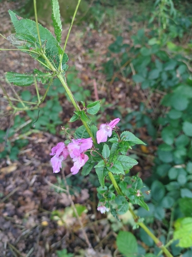 Impatiens glandulifera, 2026-10-28