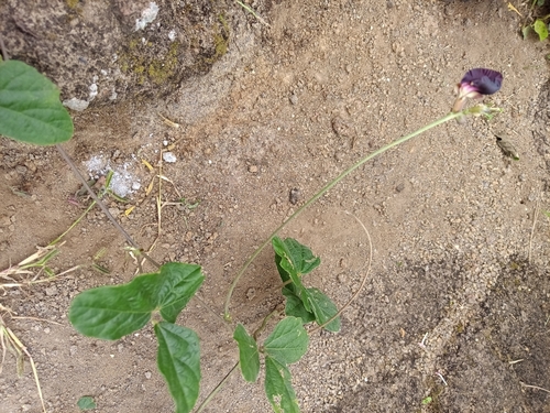 Macroptilium atropurpureum observed 2026-10-28