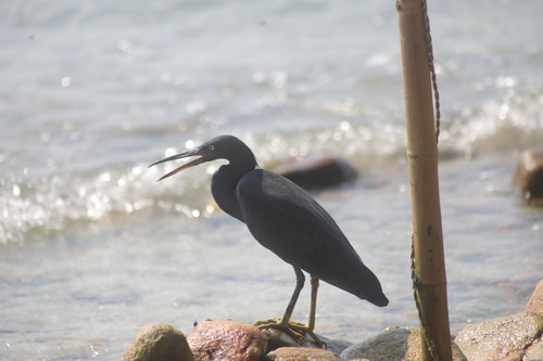 Egretta sacra observed 2026-10-27