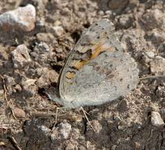 Junonia villida calybe