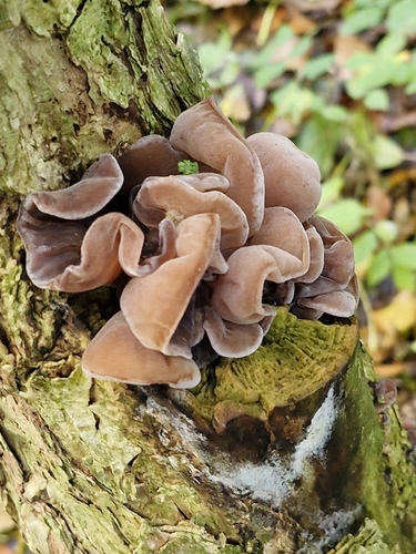 Auricularia observed 2026-10-28