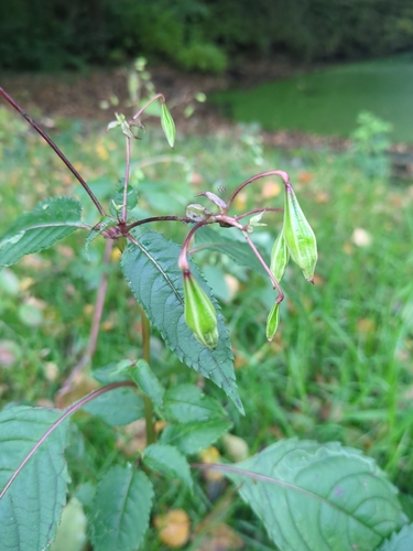 Impatiens glandulifera, 2026-10-28