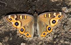 Junonia villida calybe
