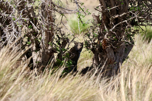 Panthera pardus photograph by the iNaturalist community