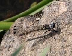 Cordulephya pygmaea