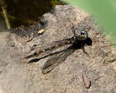 Cordulephya pygmaea