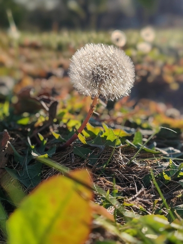 Taraxacum officinale observed 2026-10-28