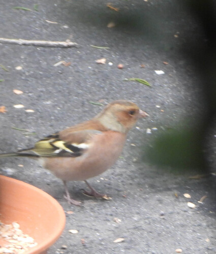 Fringilla coelebs observed 2026-10-28