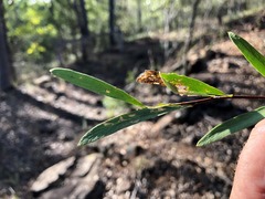Denhamia cunninghamii
