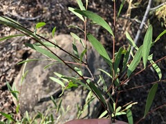 Denhamia cunninghamii