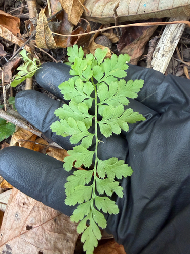 Cystopteris fragilis observed 2026-10-28