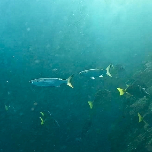 Mugil cephalus observed 2026-10-27