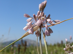 Allium paniculatum