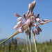 Allium paniculatum - Photo (c) Богданович Светлана, alguns direitos reservados (CC BY-NC), uploaded by Богданович Светлана