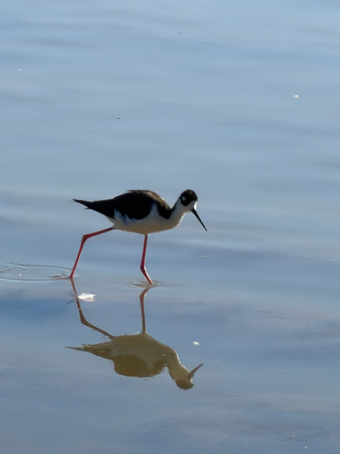 Himantopus mexicanus observed 2026-10-27