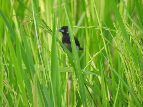 Lonchura striata observed 2026-10-27