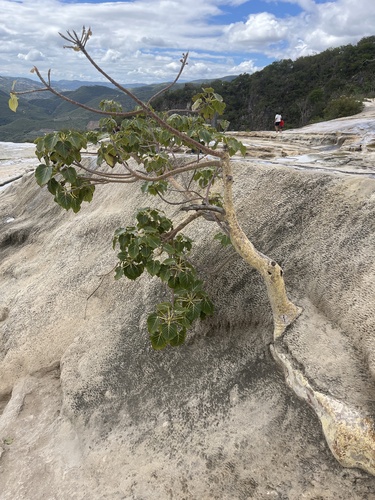 Ficus observed 2026-10-28