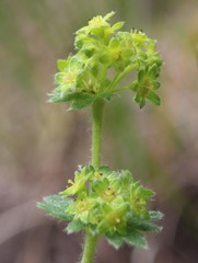 Plicatae