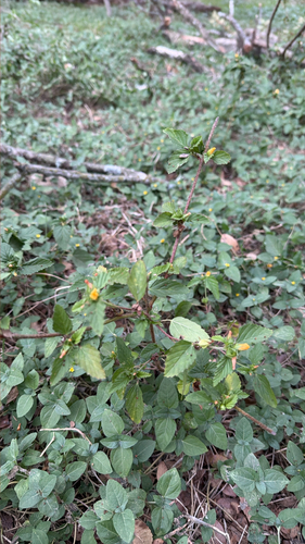 Malvastrum coromandelianum observed 2026-10-27