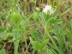 Trifolium squamosum