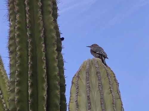 Melanerpes uropygialis, 2026-10-28