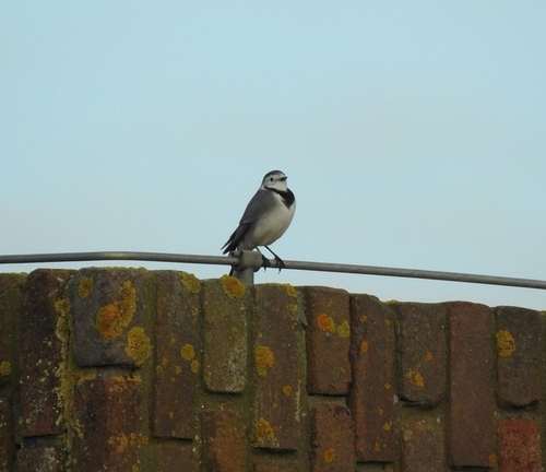 Motacilla alba observed 2026-10-28