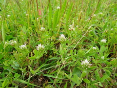 Trifolium squamosum