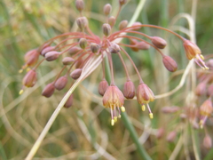 Allium flavum tauricum